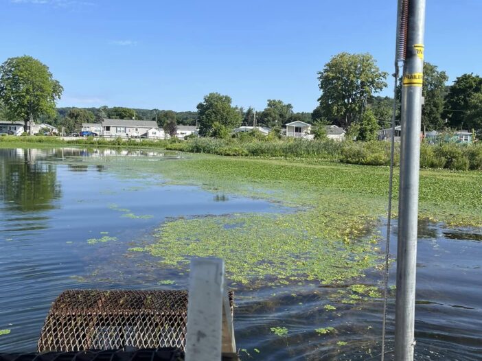 Water Chestnut Removal project in Danbury, Connecticut